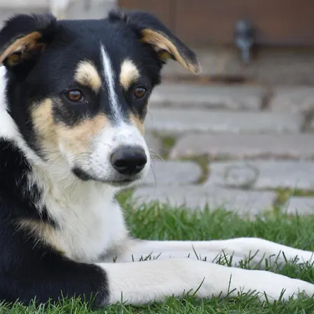 Casa Schrader Apartamento *