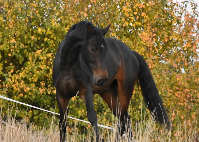 Apartment Casa Schrader
